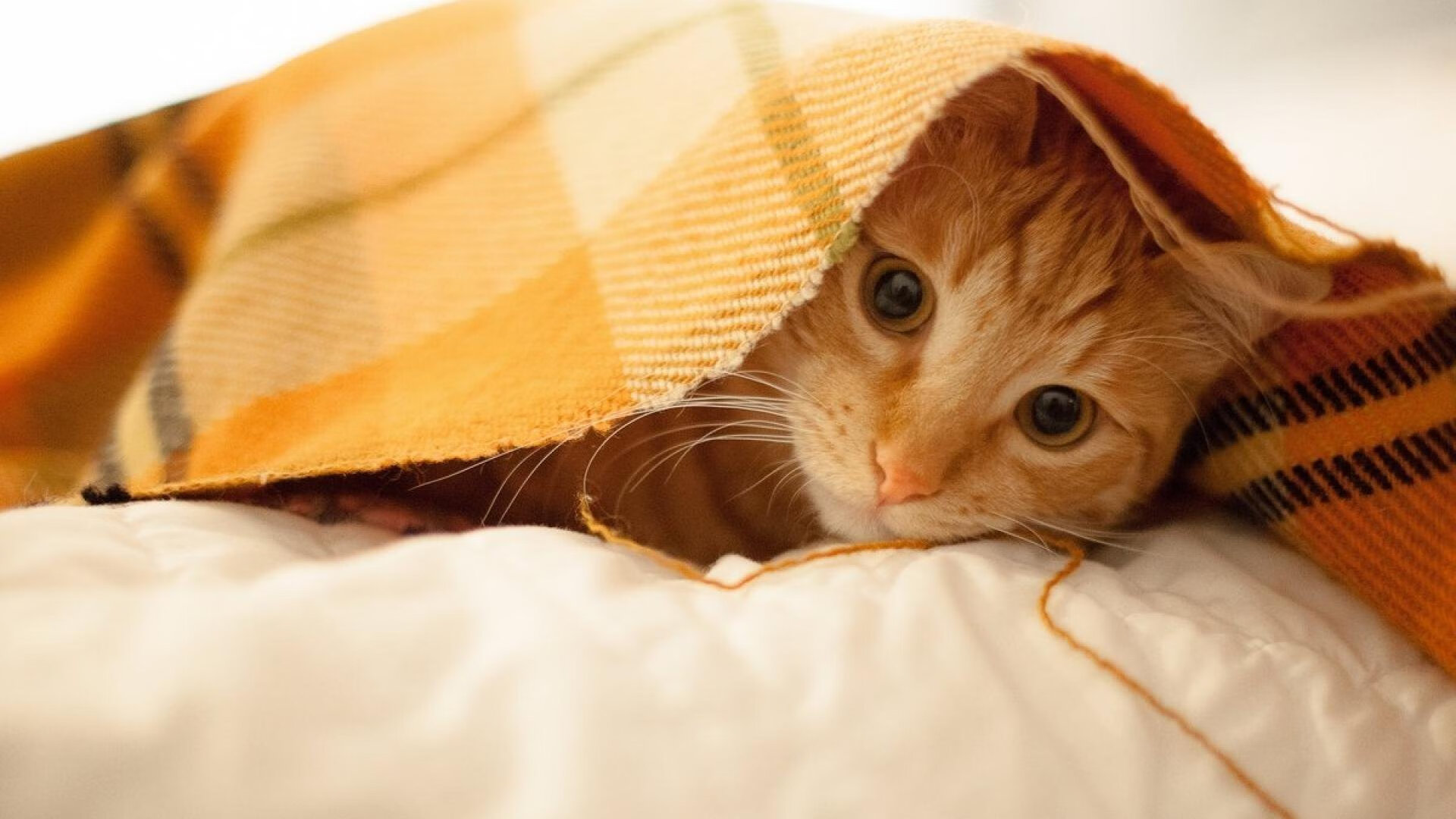 当救赎与传承在午夜共振—记保罗的西决生死战