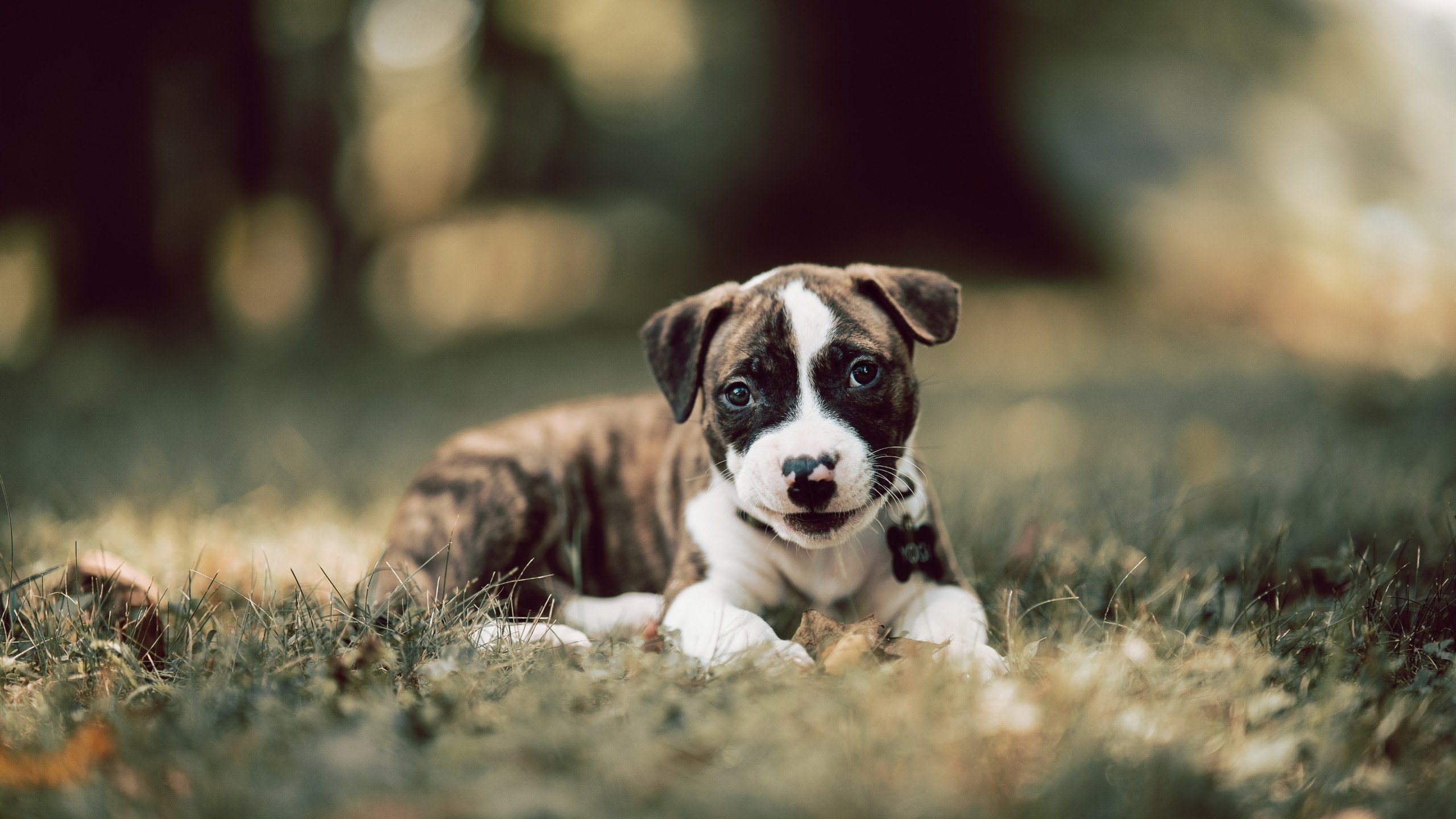 雷火电竞-巨塔擎天，文班亚马关键封盖锁定胜局，勇士全面压制骑士