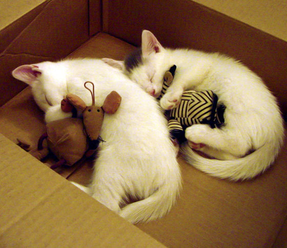 希腊神话再现，卢卡库化身赫拉克勒斯，助球队收割勒沃库森