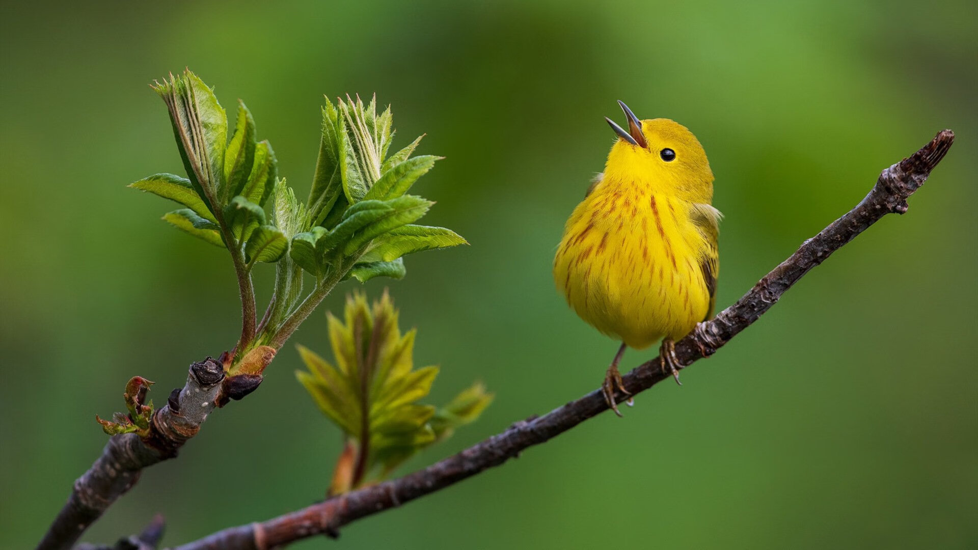 雷火电竞官网-西决生死战之夜，特奥的完美风暴，铸就传奇时刻