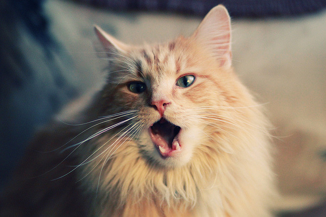 雷火电竞app-禁区之王觉醒之夜，当戈贝尔的风雷席卷上海滩