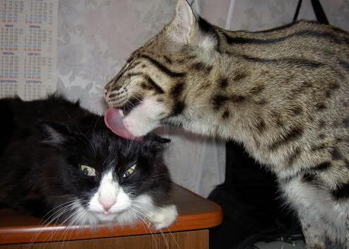 禁区之王觉醒之夜，当戈贝尔的风雷席卷上海滩