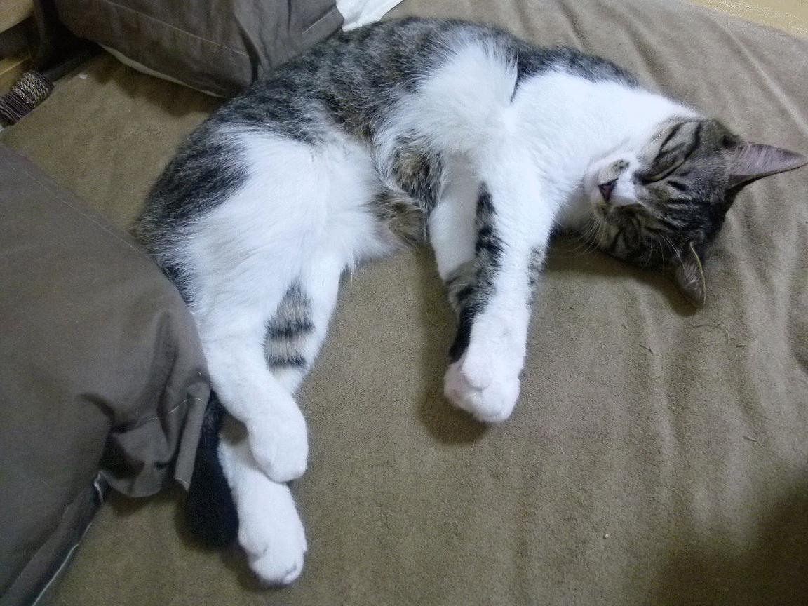 东方巨龙咆哮NBA！上海队掀翻亚特兰大老鹰，杜兰特末节17分封神