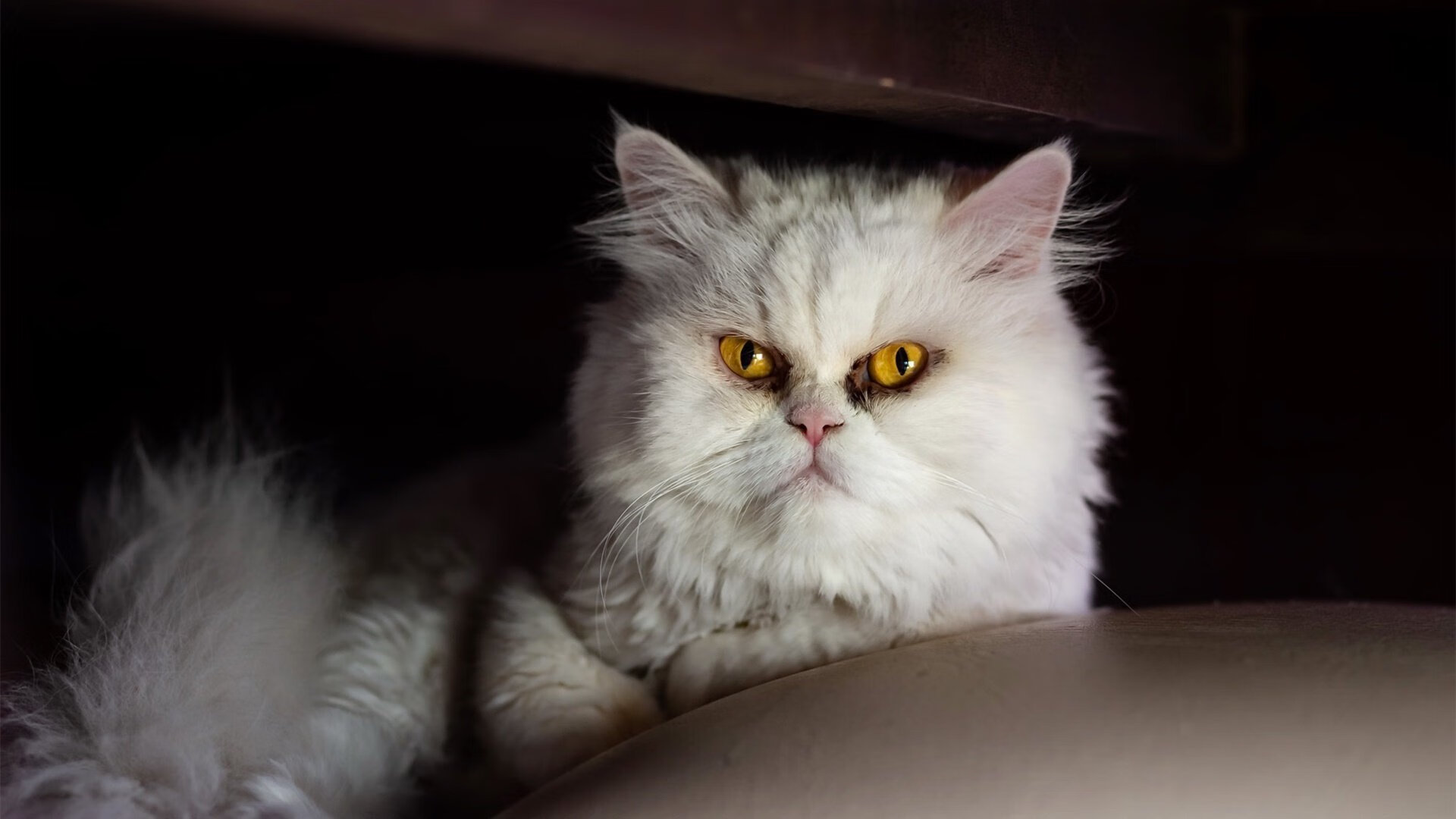 团队困境中的个人突破，奥斯梅恩一球证明世界级价值