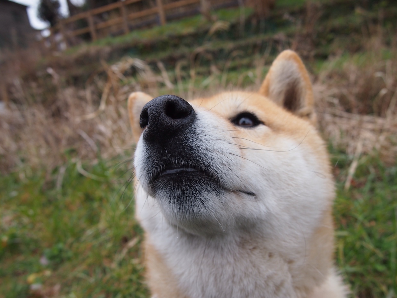 雷火电竞官网-南半球的绿茵交响，当新西兰草原遇见塞维利亚烈日，若日尼奥谱写中场诗篇