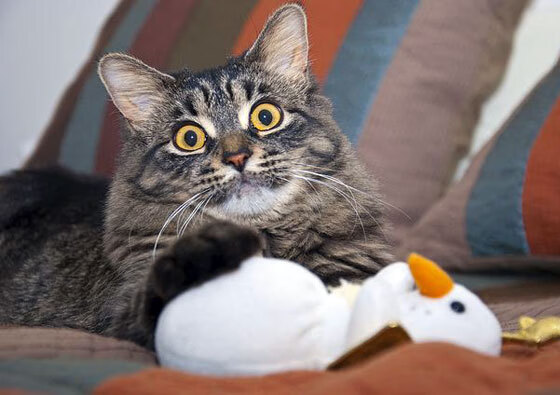 雷火电竞网址-攻防转换的支点，奥斯梅恩如何成为沙特破解马竞铁血防线的密钥