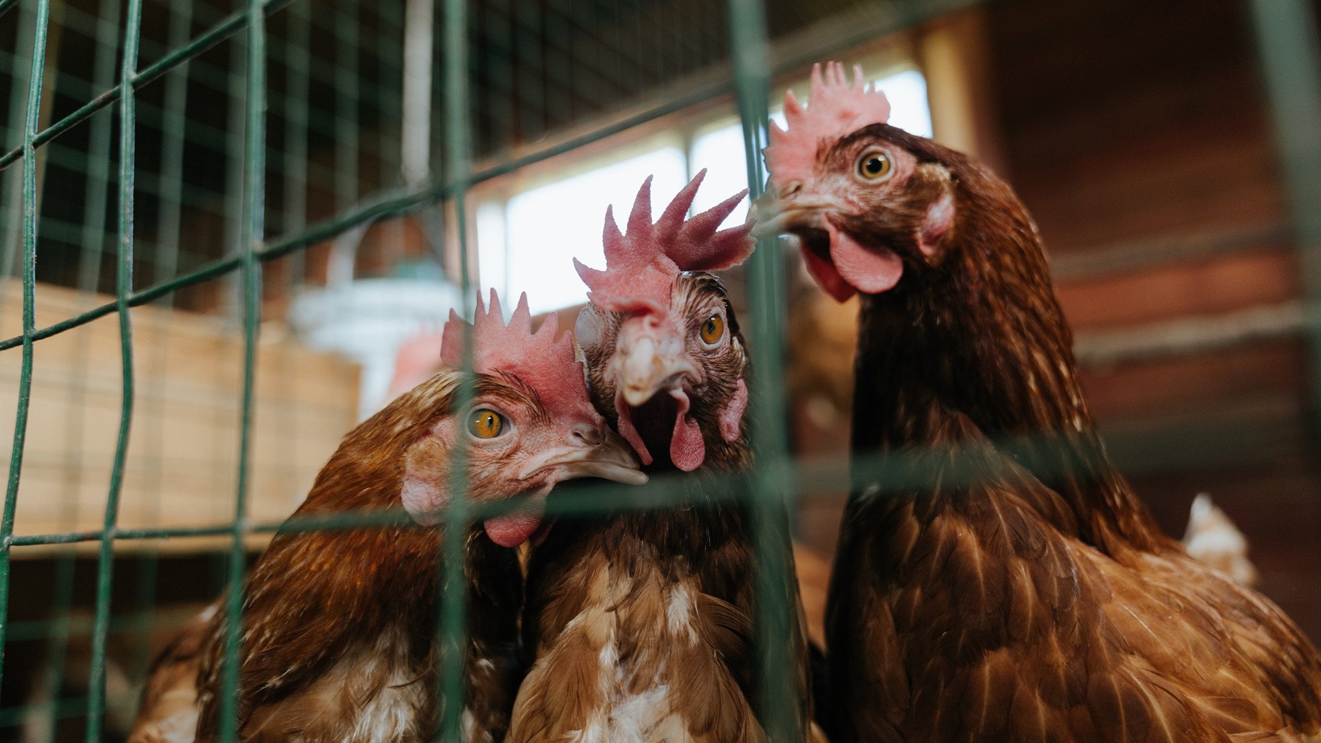 东方铁壁血拼美洲豹，小贾伦末节19分死神降临