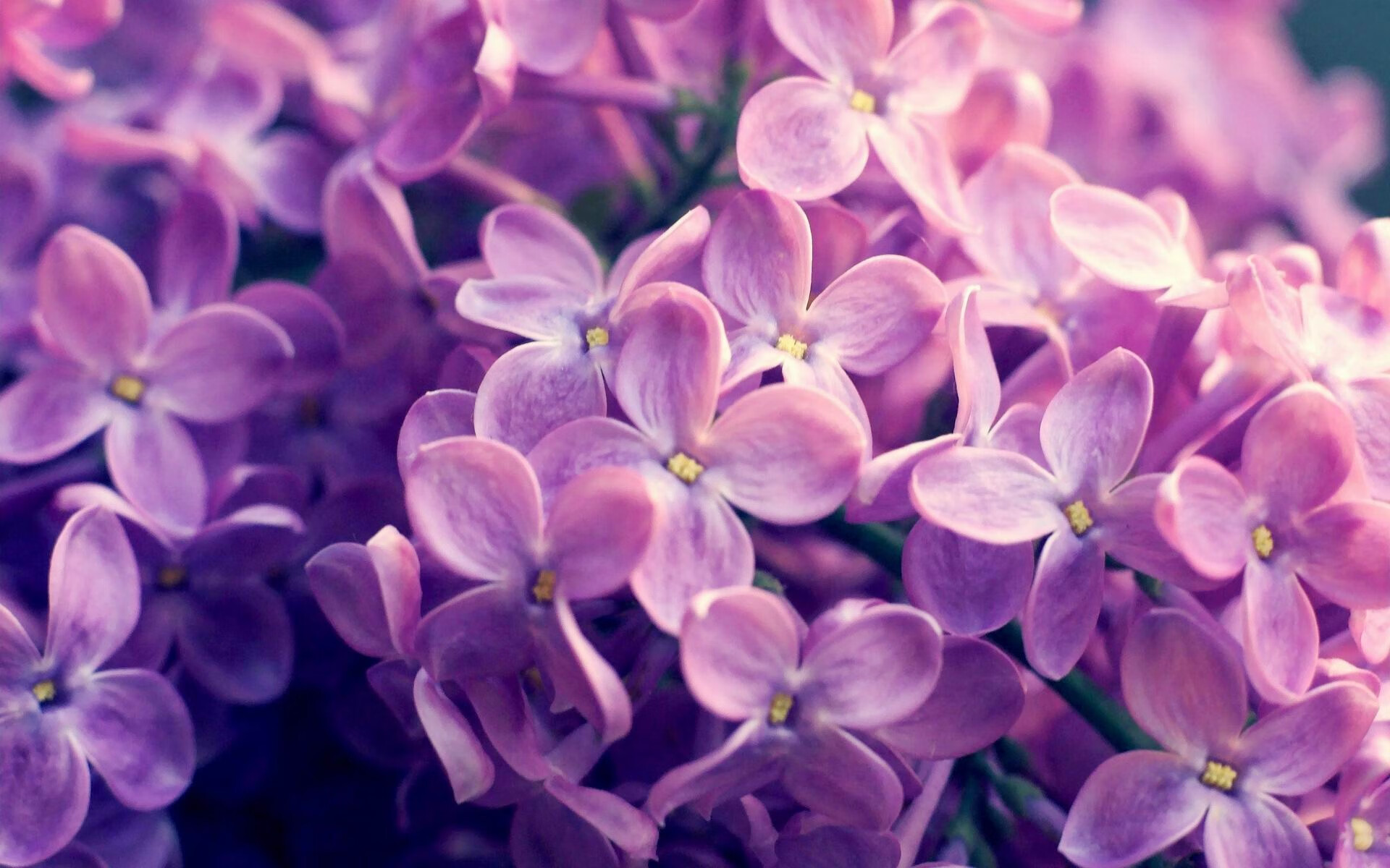 篮球之夜的救赎诗篇，约基奇与爵士的交响曲