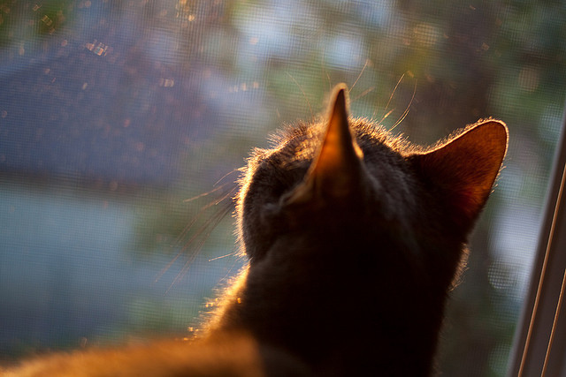 雷火电竞-马刺与赛道的交响，当斩落与接管成为主宰者的共同语言