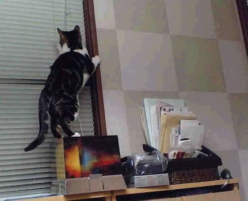 单核中枢的完美乐章，武切维奇全能擎天，火箭逆境猎杀掘金